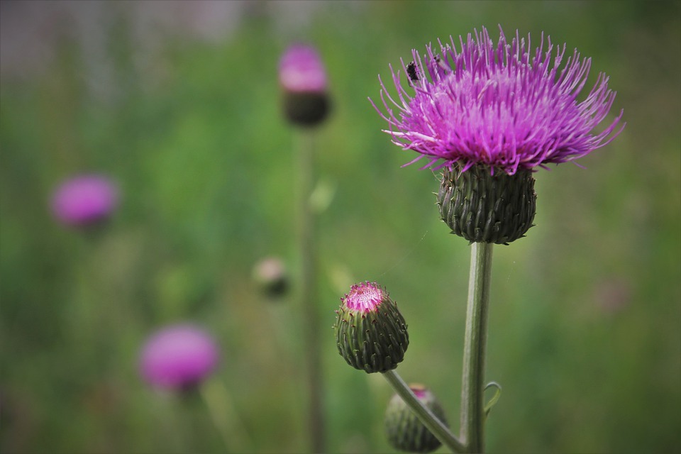 What Is Purple Weed Flowers